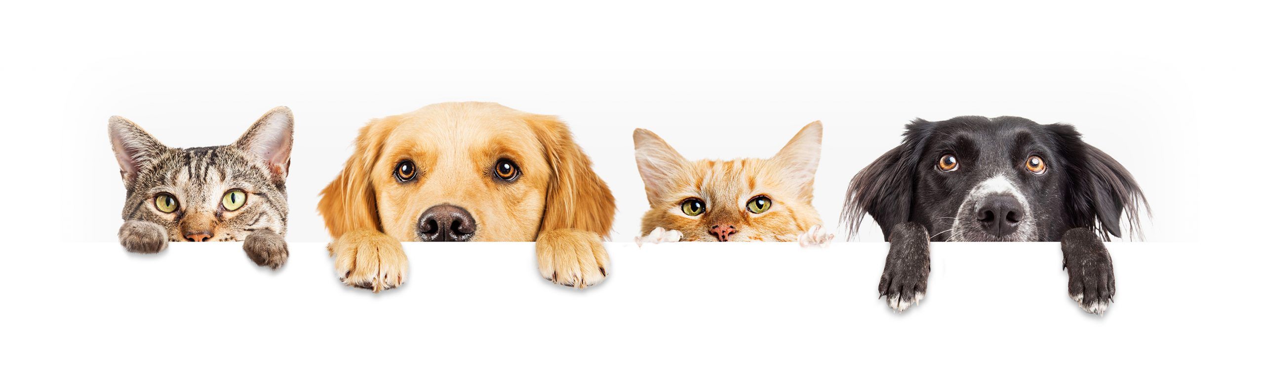 Foto de perros y gatos