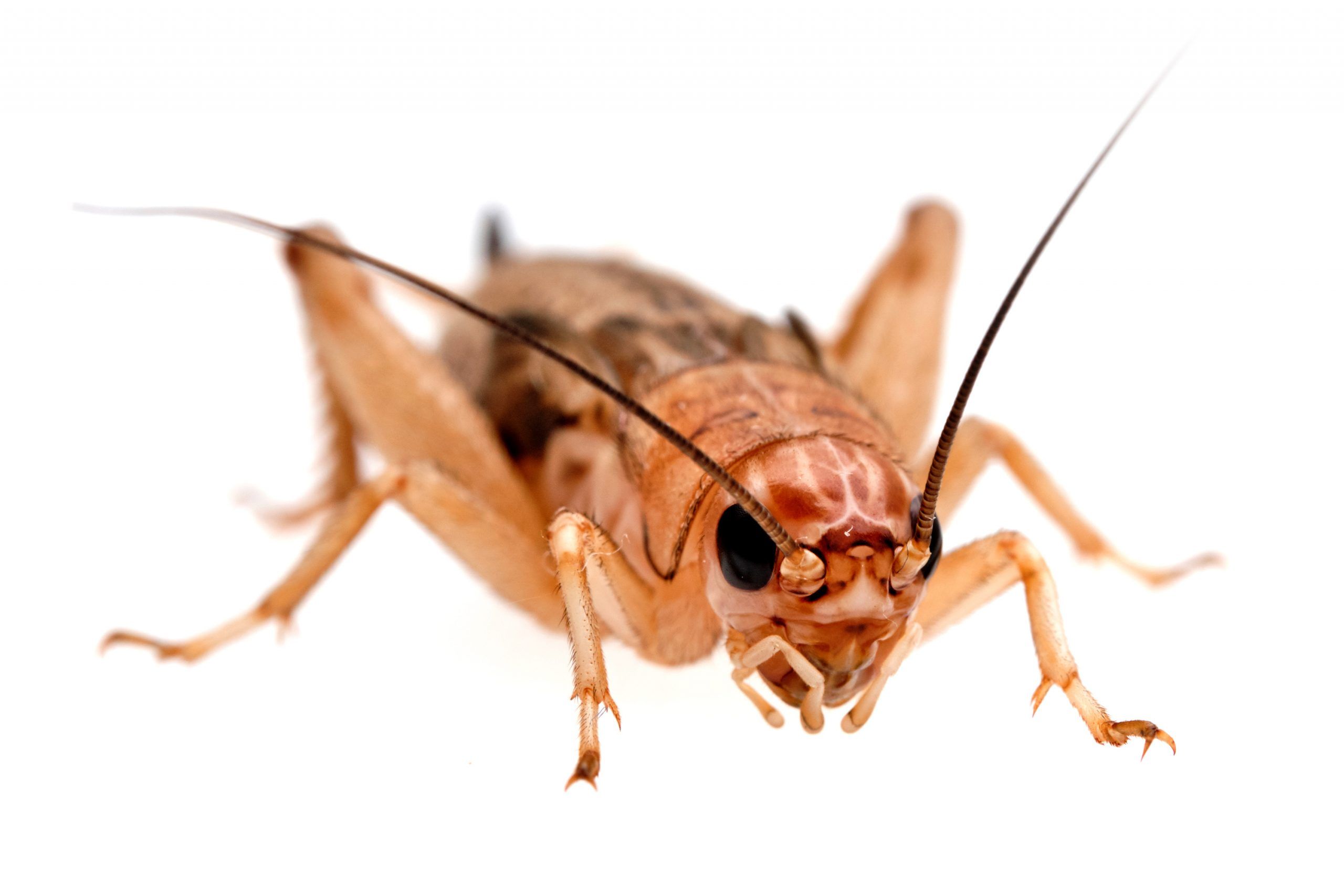 Foto de grillo acheta
