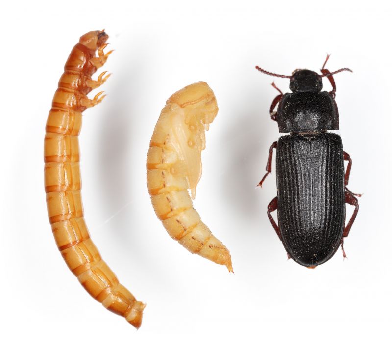 Insecturia - foto proceso evolutivo del gusano