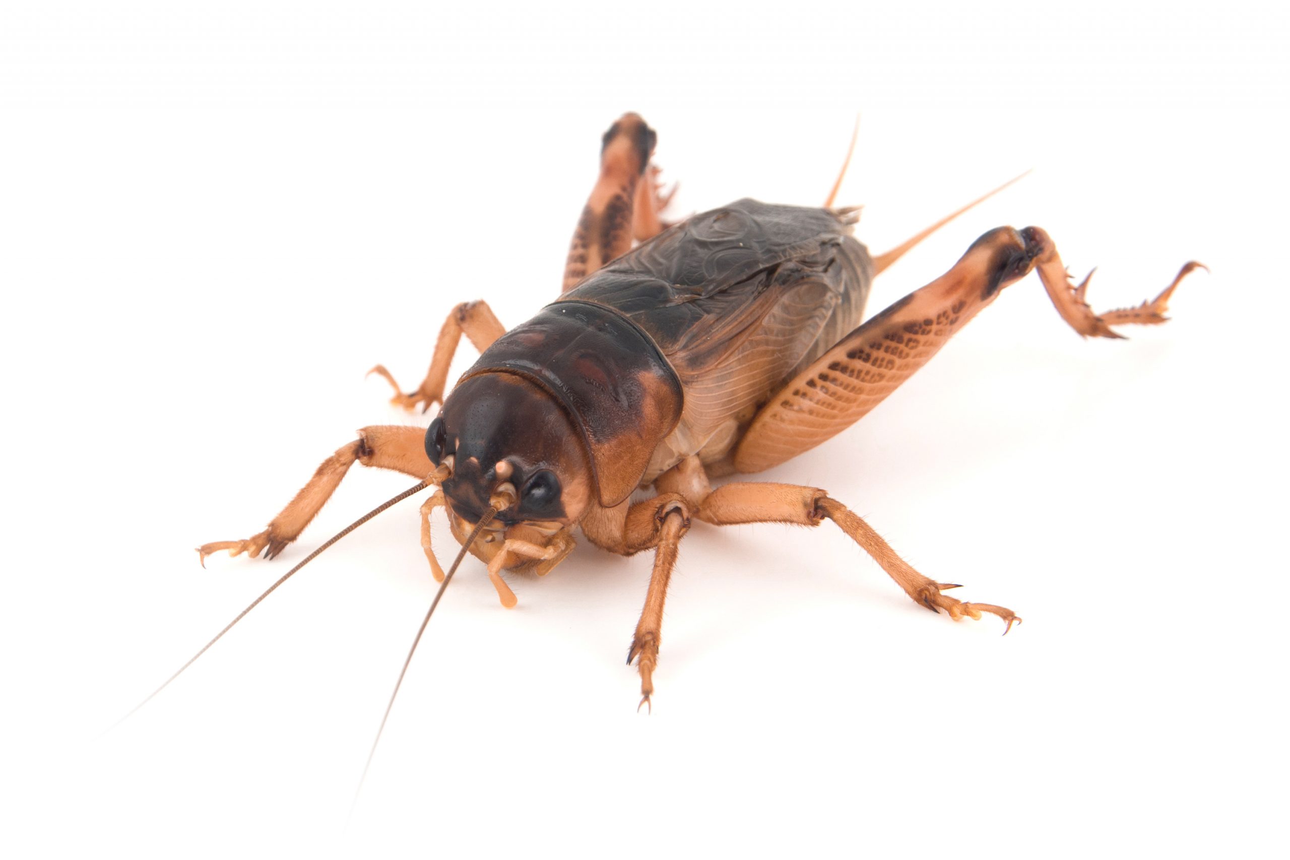 Tenebrio vivo