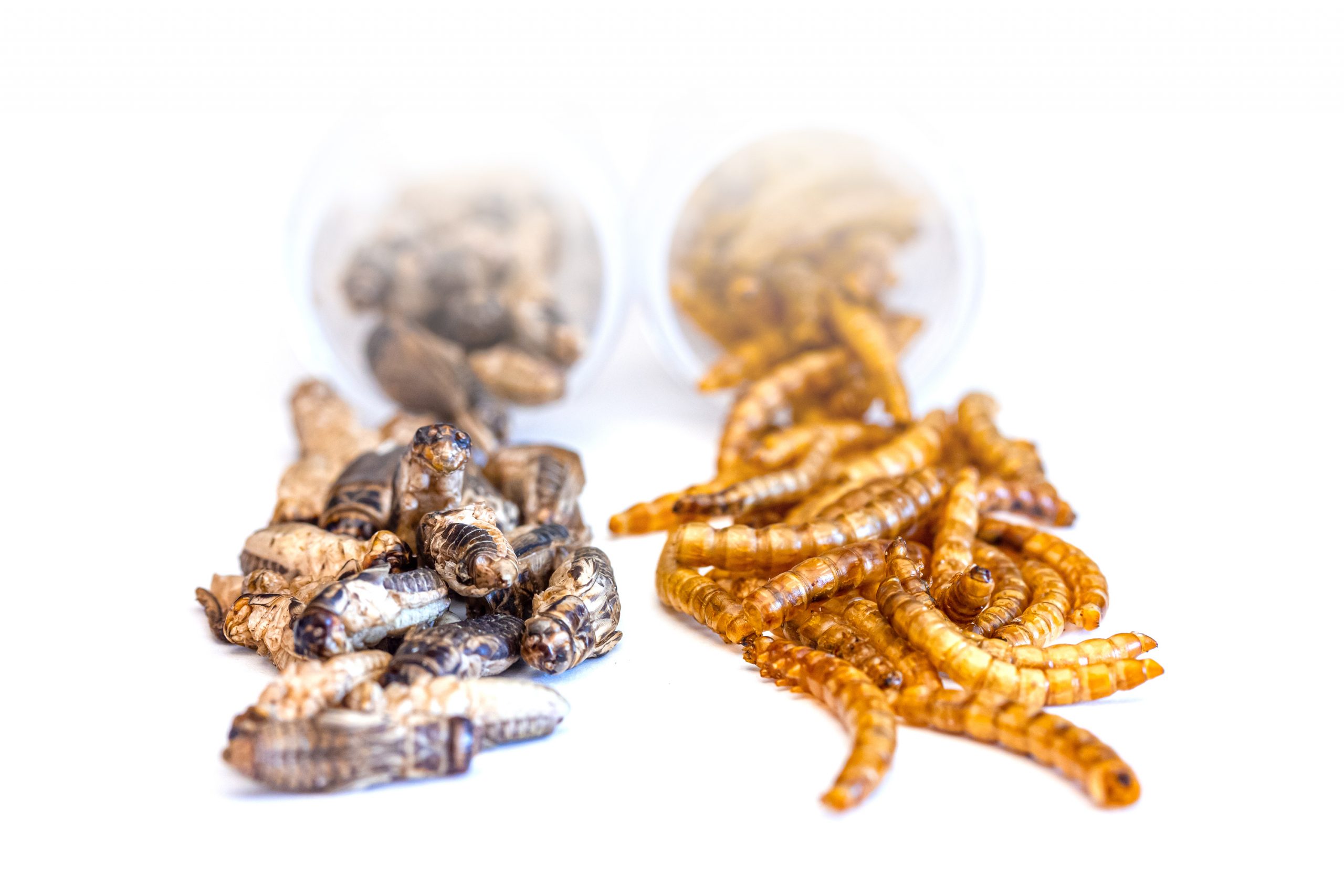 Insecturia - foto de grillo